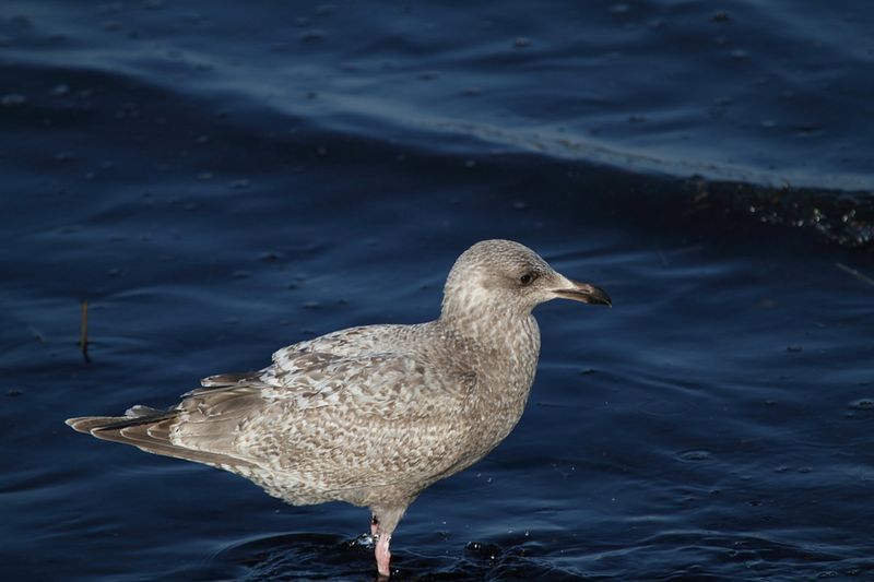 ThayersGull_1c_Choshi_Japan_13Mar2012.JPG