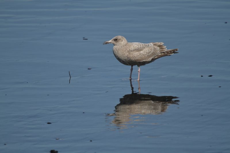 ThayersGull_1c_Choshi_Japan_20120312_001.JPG