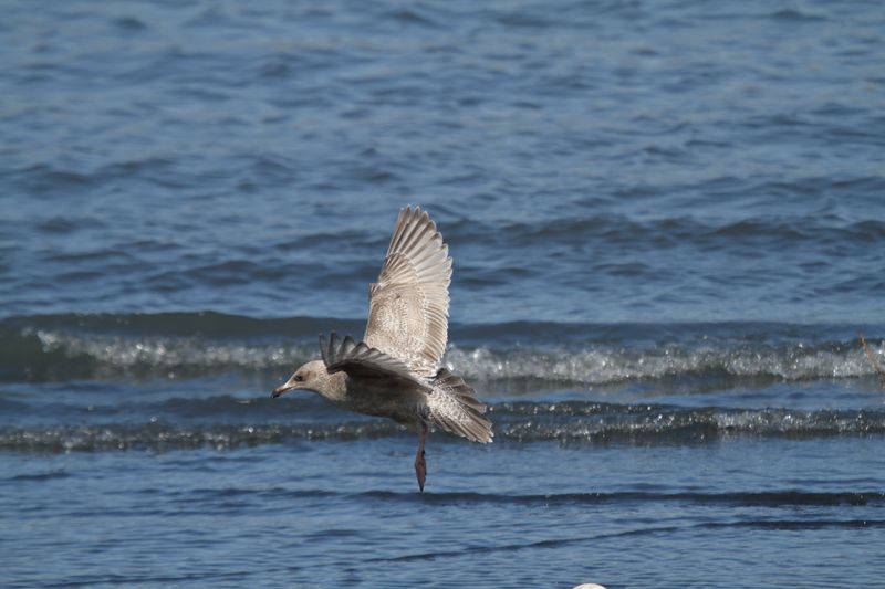 ThayersGull_1c_Choshi_Japan_20120312_002.JPG