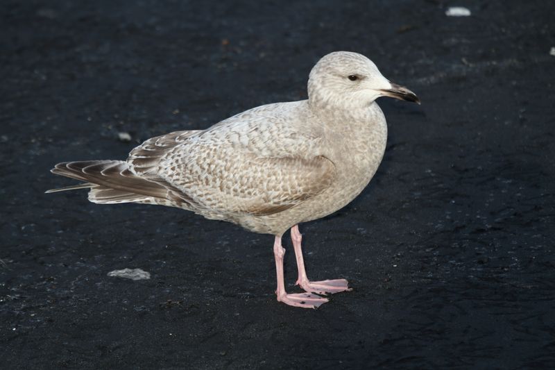ThayersGull_1c_Choshi_Japan_20120316_050.JPG