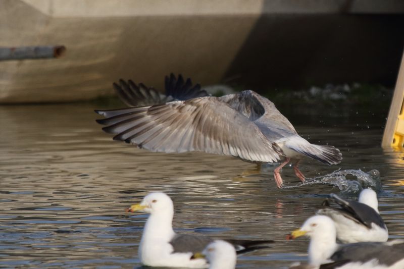 ThayersGull_3c_Choshi_Japan_06-03-2012_004.JPG
