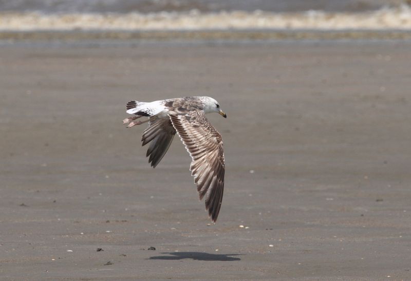 LBBGull1s_Koksijde_24May08_017 (2).JPG