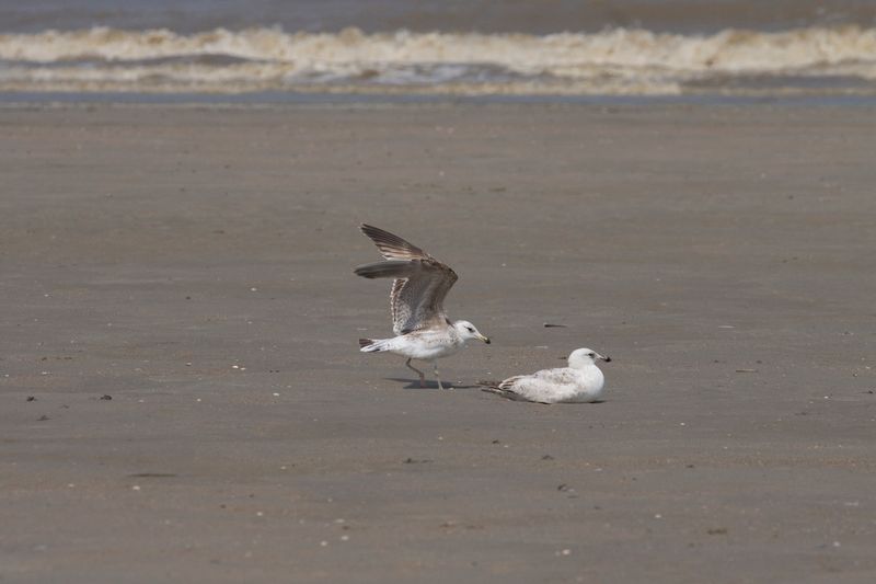 LBBGull1s_Koksijde_24May08_021.jpg