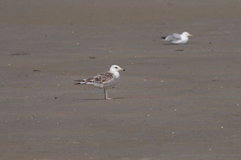 Lesser Black-backed Gull