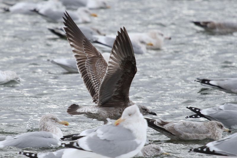 1-2c Lesser Black-backed Gull with pale lozenges on inner primaries