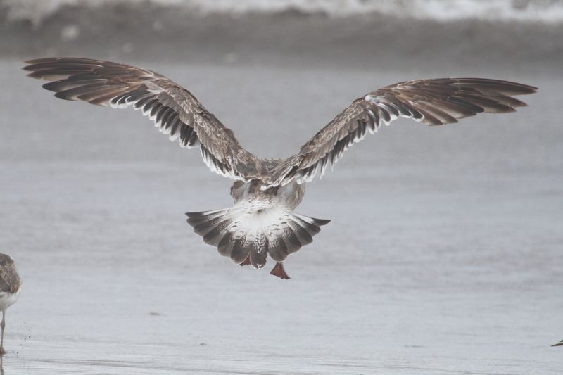 bird from Fig. 8 - KelpGull_early2c_Lima_2_20-11-21_25.JPG