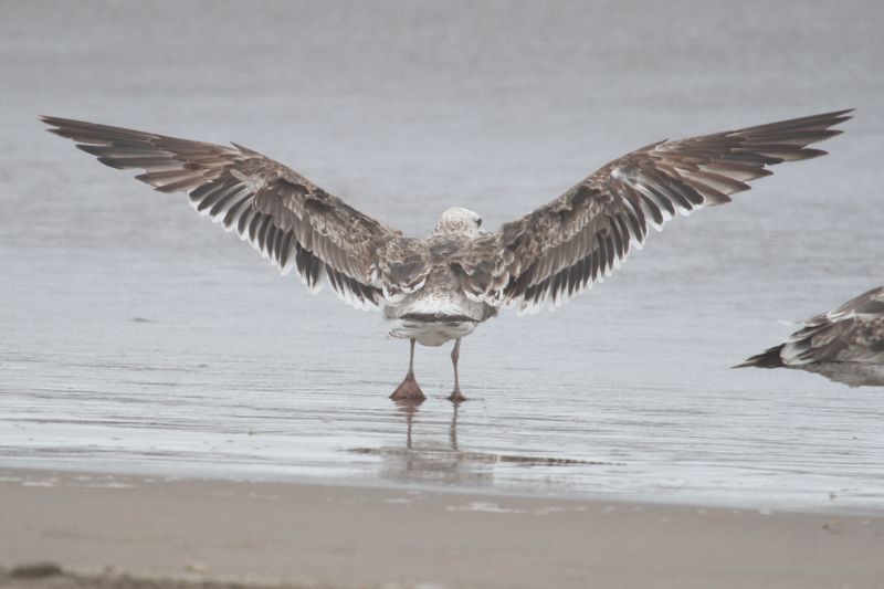 bird from Fig. 8 - KelpGull_early2c_Lima_2_20-11-21_26.JPG