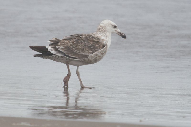 bird from Fig. 8 - KelpGull_early2c_Lima_2_20-11-21_27.JPG