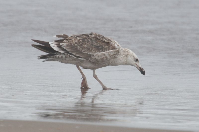 bird from Fig. 8 - KelpGull_early2c_Lima_2_20-11-21_28.JPG