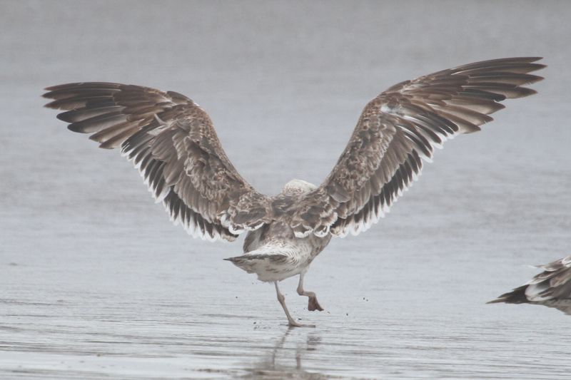 bird from Fig. 8 - KelpGull_early2c_Lima_2_20-11-21_2_1.JPG