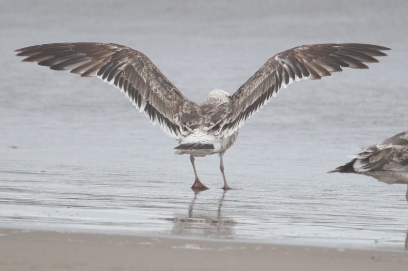 bird from Fig. 8 - KelpGull_early2c_Lima_2_20-11-21_3_1.JPG