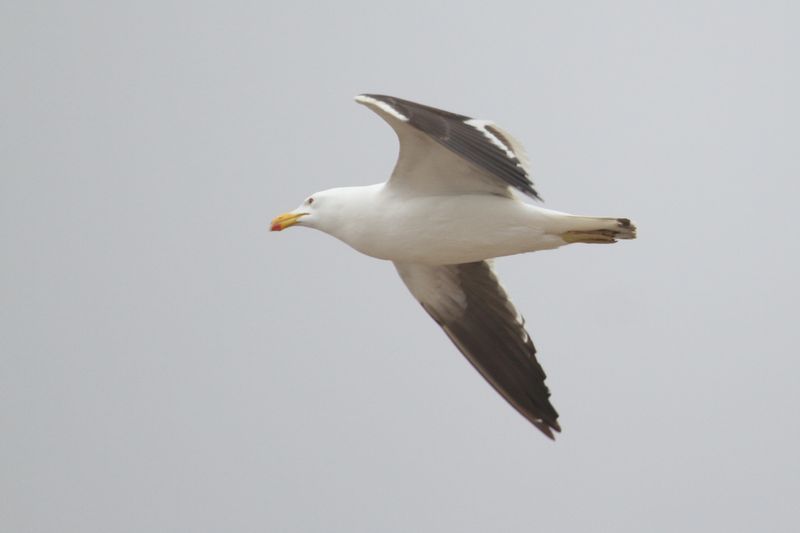 bird from Fig. 17 - KelpGull_2c_Lima_0605_09-11-21.JPG