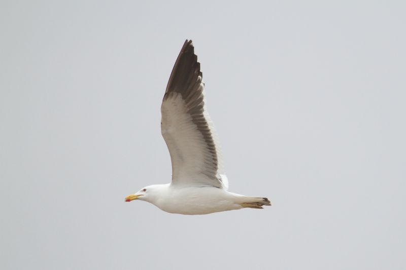 bird from Fig. 17 - KelpGull_2c_Lima_0606_09-11-21.JPG