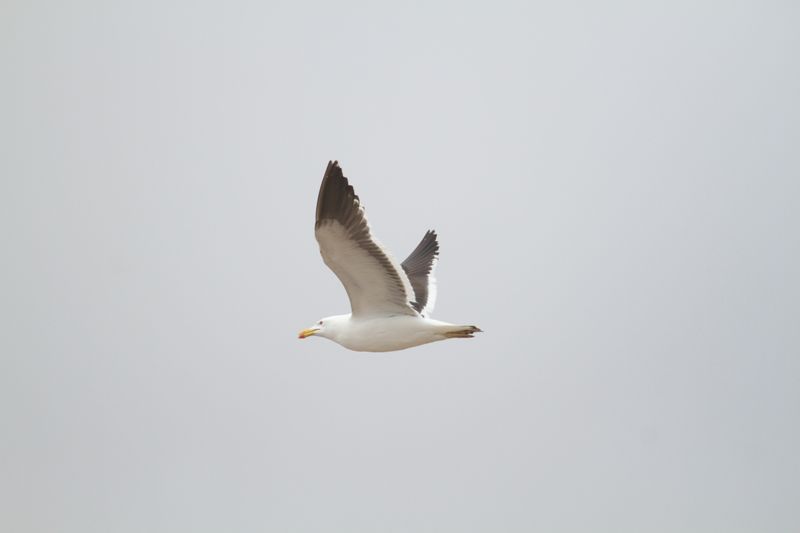 bird from Fig. 17 - KelpGull_2c_Lima_0609_09-11-21.JPG