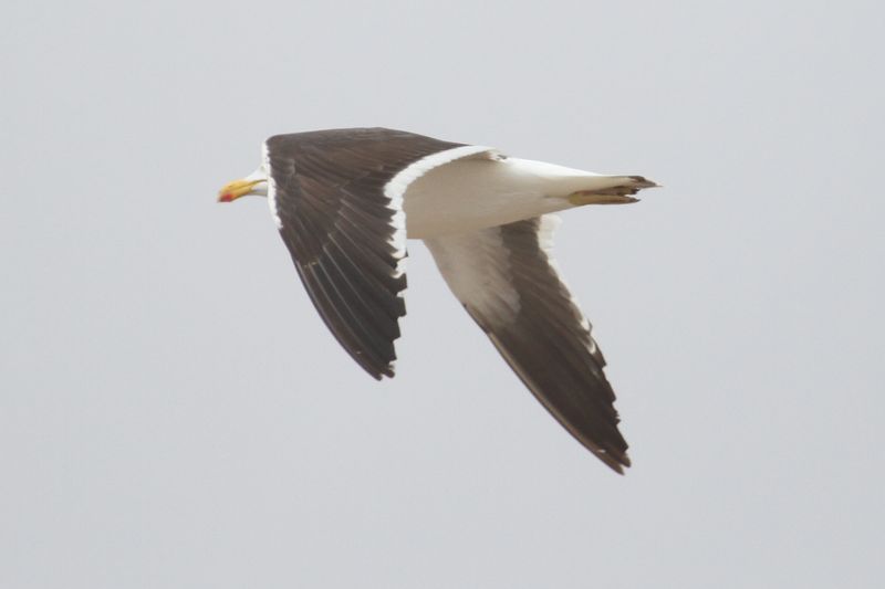 bird from Fig. 17 - KelpGull_2c_Lima_0610_09-11-21.JPG