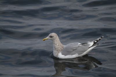 ThayersGull_(near)adult_Choshi_Japan_20120311_012.JPG