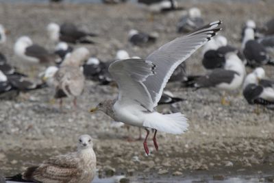 ThayersGull_(near)adult_Choshi_Japan_20120316_020.JPG