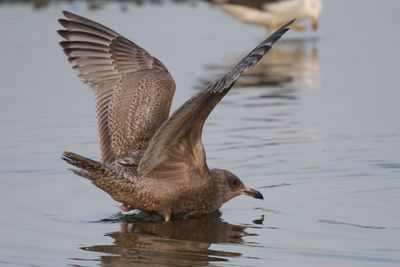 ThayersGull_1c_Choshi_Japan_06-03-2012_004 (2).JPG
