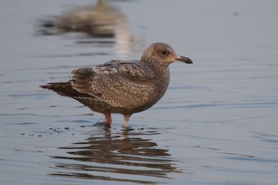 ThayersGull_1c_Choshi_Japan_06-03-2012_005 (2).JPG
