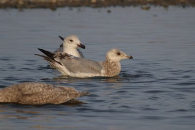 ThayersGull_3c_Choshi_Japan_06-03-2012_003.JPG