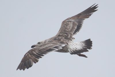 Kelp Gull