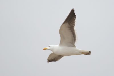 bird from Fig. 17 - KelpGull_2c_Lima_0602_09-11-21.JPG