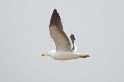 bird from Fig. 17 - KelpGull_2c_Lima_0607_09-11-21.JPG