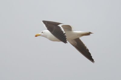 bird from Fig. 17 - KelpGull_2c_Lima_0612_09-11-21.JPG