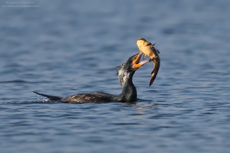 Great Cormorant - Cormorano (Phalacrocorax carbo sinensis)