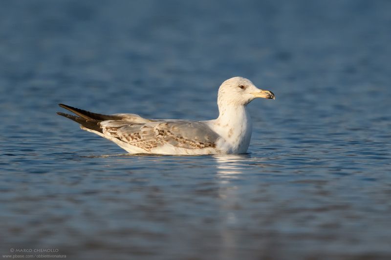 Common Gull, Mew Gull - Gavina (Larus canus)