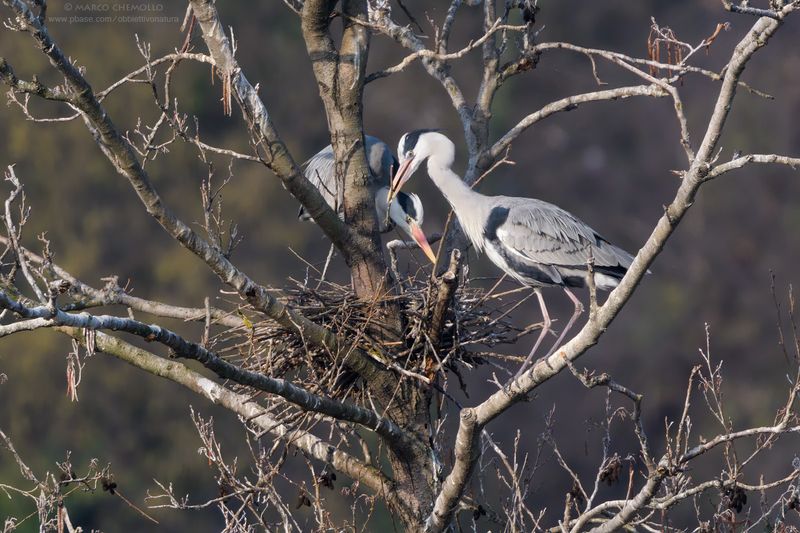 Grey Heron - Airone Cenerino (Ardea cinerea)