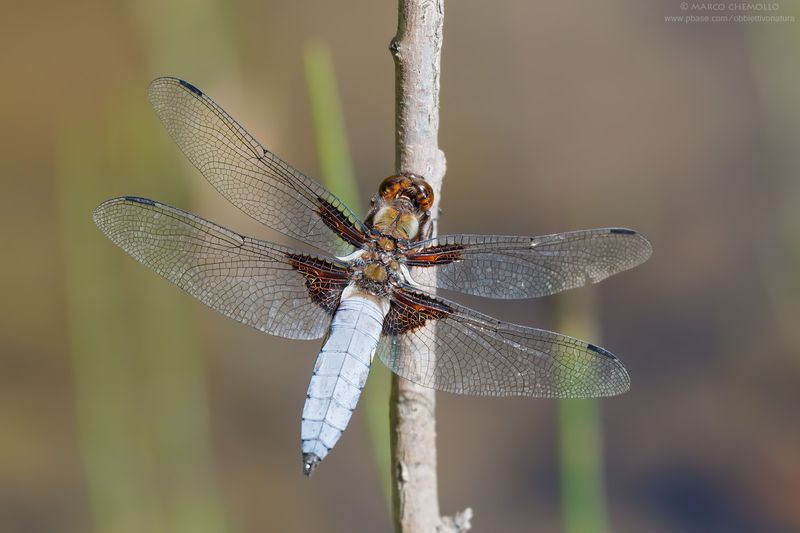 Libellula depressa