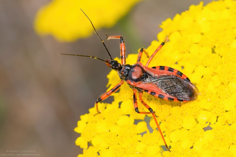 Rhynocoris cfr. rubricus