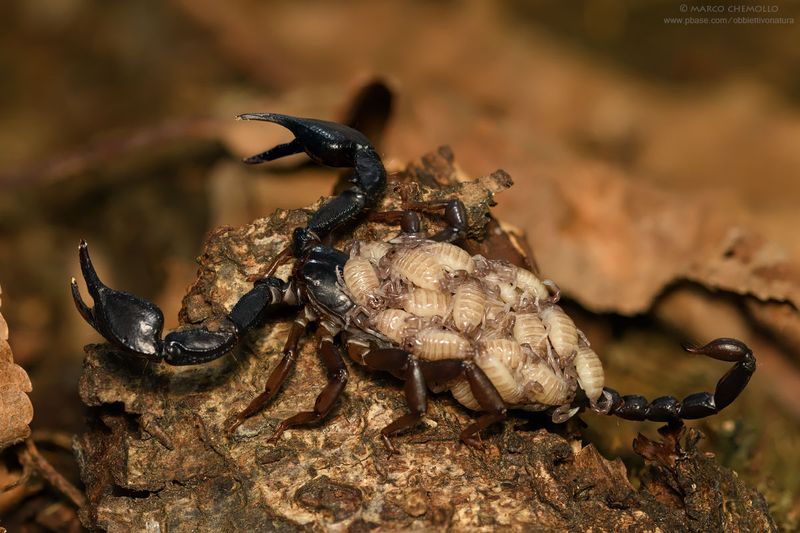 cfr. Euscorpius sp.
