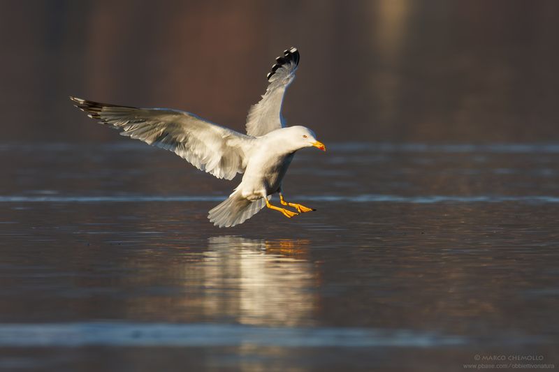 Yellow-legged Gull - Gabbiano reale (Larus michahellis)