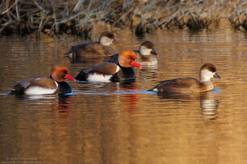 Red-Crested Pochard - Fistione Turco (Netta rufina)
