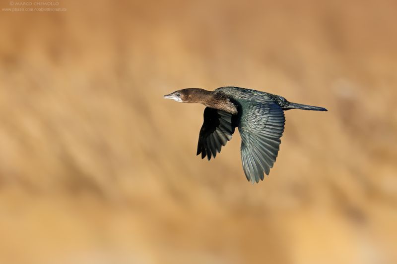 Pygmy Cormorant - Marangone minore (Microcarbo pygmeus