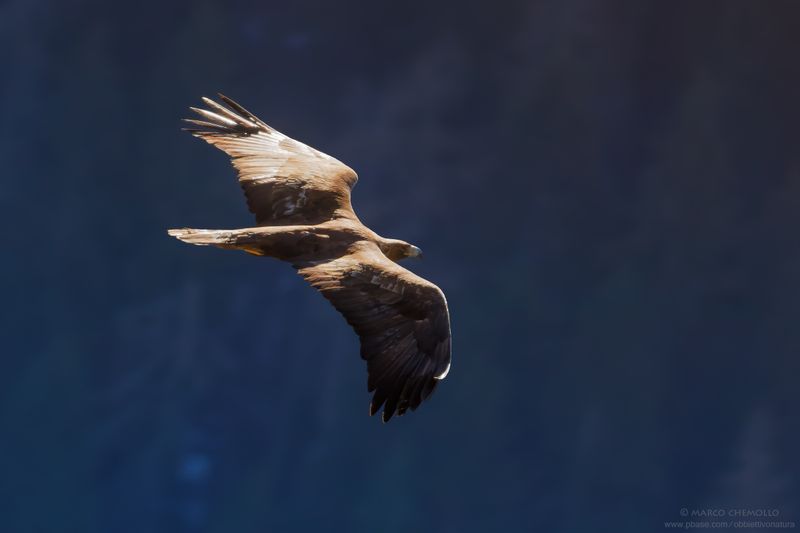 Golden eagle - Aquila reale (Aquila chrysaetos)
