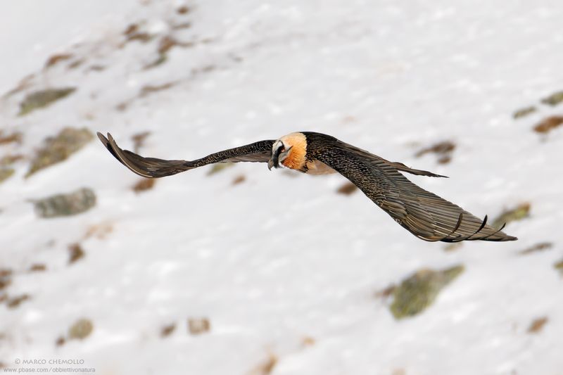 Bearded Vulture - Gipeto (Gypaetus barbatus)
