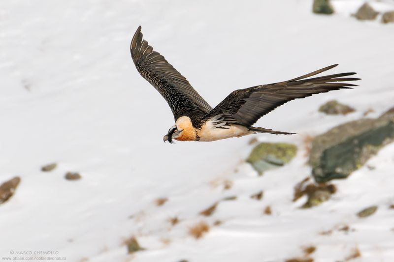 Bearded Vulture - Gipeto (Gypaetus barbatus)