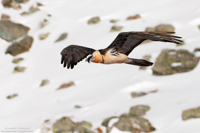Bearded Vulture - Gipeto (Gypaetus barbatus)