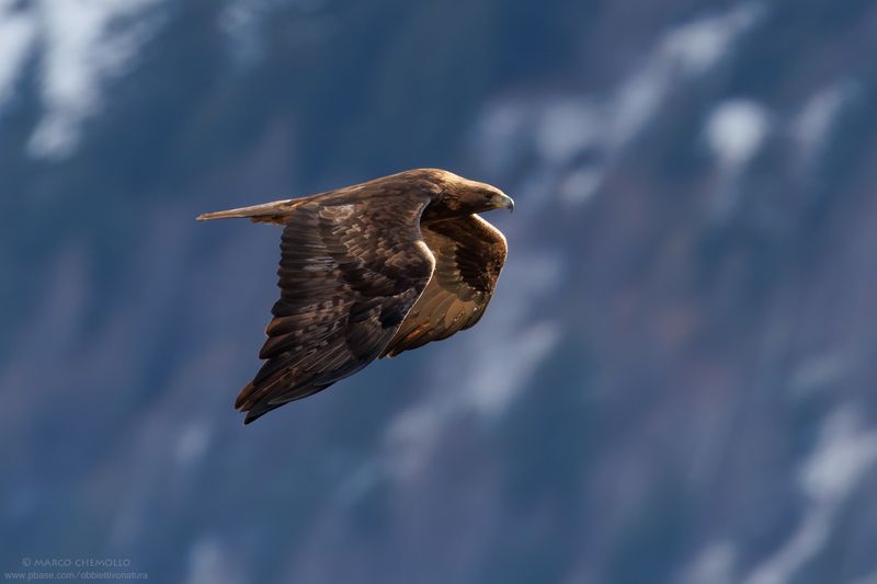 Golden eagle - Aquila reale (Aquila chrysaetos)