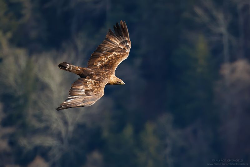 Golden eagle - Aquila reale (Aquila chrysaetos)