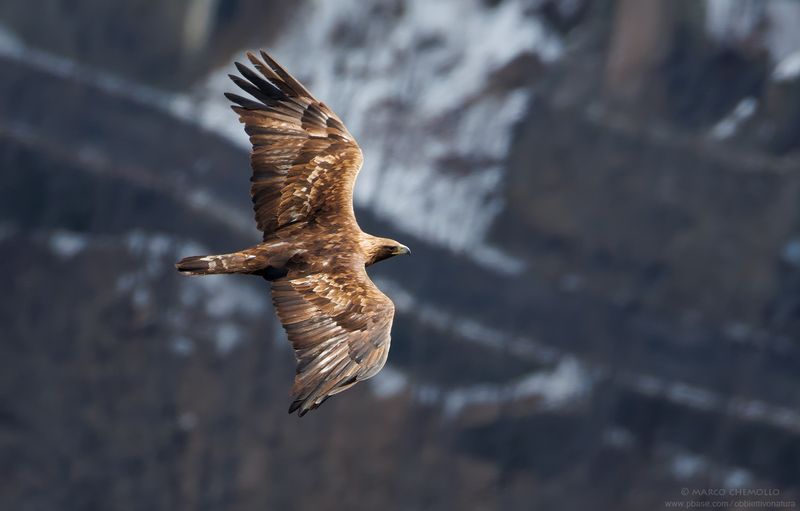 Golden eagle - Aquila reale (Aquila chrysaetos)