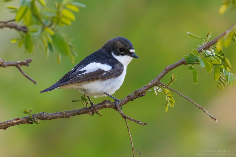 Pied Flycatcher - Balia nera (Ficedula hypoleuca)