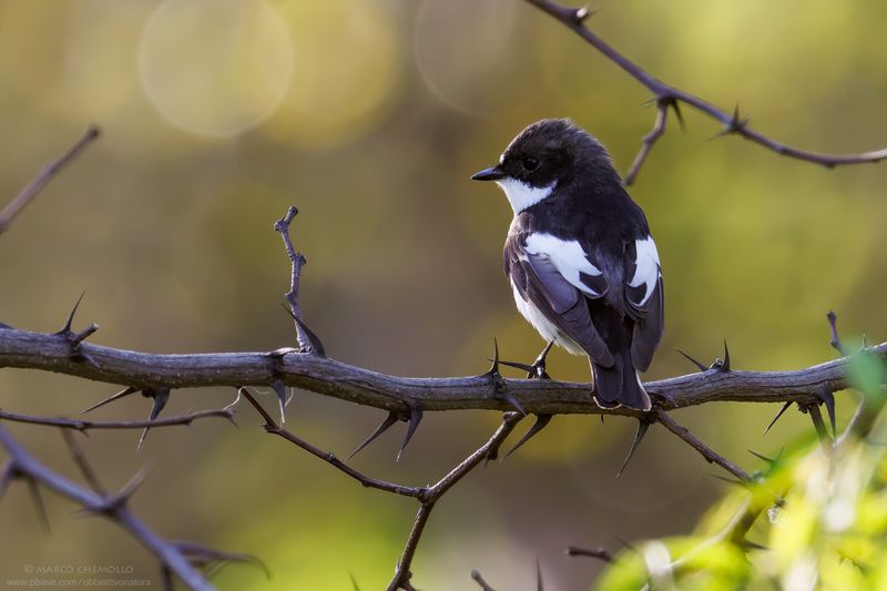 Pied Flycatcher - Balia nera (Ficedula hypoleuca)