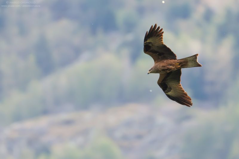 Black Kite - Nibbio bruno (Milvus migrans)