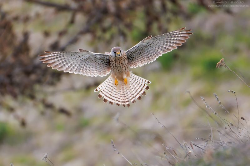Kestrel - Gheppio (Falco tinnunculus)
