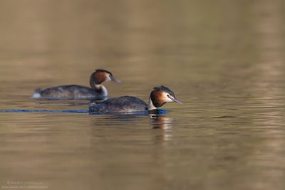 Great Crested Grebe - Svasso maggiore (Podiceps cristatus)