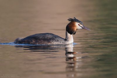 Great Crested Grebe - Svasso maggiore (Podiceps cristatus)